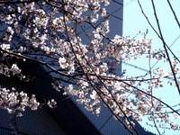 20120408_船橋市市場1_船橋市立市場小学校_桜_1004_DSC08215