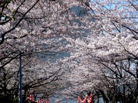 20120408_船橋市浜町2_三井ガーデンホテル_サクラ_桜_0902_DSC08004