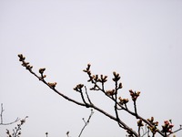 20130320_船橋市若松1_船橋競馬場_桜_染井吉野_1205_DSC06091