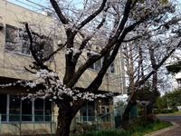 20130324_船橋市夏見2_船橋市立船橋中学校_桜_1504_DSC08068