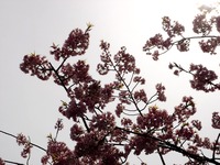 20130320_船橋市若松1_船橋競馬場_桜_1210_DSC06118