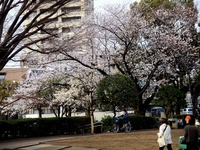 20130324_船橋市本町7_天沼弁天池公園_桜_サクラ_1511_DSC08111