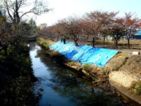 20131117_船橋市海老川_堤防_崩れ_台風第26号_1057_DSC09581