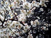 20120324_船橋市海神4_梅_ウメ_白_1205_DSC09967