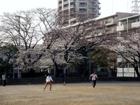 20130324_船橋市本町7_天沼弁天池公園_桜_サクラ_1510_DSC08109
