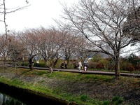 20130320_船橋市_海老川_サクラ_露店_桜_1241_DSC06301