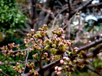 20130320_船橋市若松3_若松公園_桜_1149_DSC05981