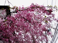 20130330_船橋市夏見1_焼肉やまと_桜_1303_DSC08969