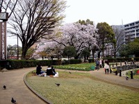 20130330_船橋市本町7_天沼弁天池公園_桜_1258_DSC08922