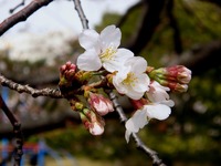 20130320_船橋市若松3_若松公園_桜_1148_DSC05970