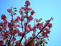 20121208_船橋市東船橋7_浜竹公園_ピラカンサス_0957_DSC05292