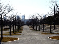 20130317_習志野市芝園1_パナソニックさくら広場_桜_0859_DSC04635T