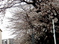 20130324_習志野市津田沼2_千葉工業大学_桜_1206_DSC07808