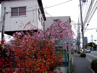 20130330_船橋市夏見1_焼肉やまと_桜_1303_DSC08966