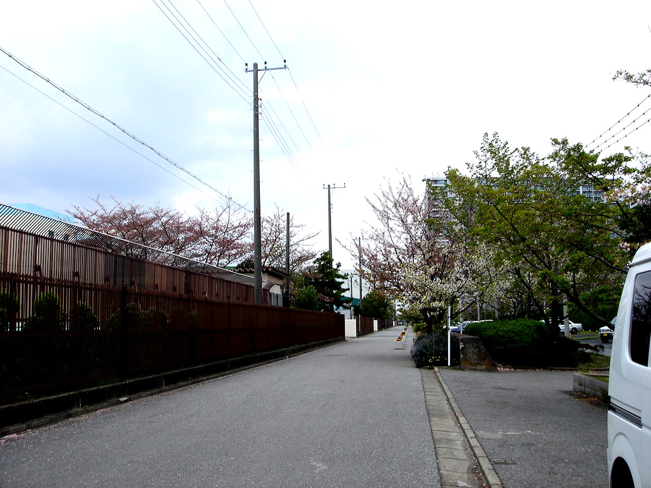 春の風13 入学式のサクラ 38 ビビット13 12