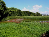 20120819_習志野市秋津5_谷津干潟公園_自然観察_0955_DSC08278