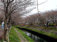 20130320_船橋市_海老川_サクラ_露店_桜_1241_DSC06300