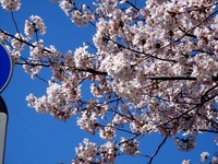 20120407_習志野市秋津3_習志野緑地_秋津公園_桜_0925_DSC09638