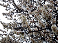 20120324_船橋市海神4_梅_ウメ_白_1203_DSC09951