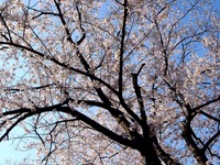 20120412_船橋市浜町2_ららぽーとTOKYO-BAY_桜_0751_DSC08492