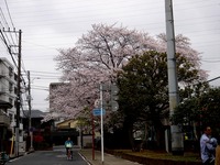 20130330_船橋市本町7_天沼弁天池公園_桜_1254_DSC08891