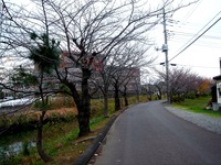 20121201_船橋市_海老川ジョギングロード_サクラ_1223_DSC04418