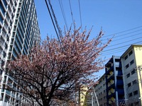 20130309_船橋市若松3_船橋市青少年会館_桜_1129_DSC02420