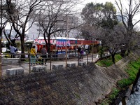 20130320_船橋市_海老川_サクラ_露店_桜_1239_DSC06274