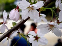 20130330_船橋市本町7_天沼弁天池公園_桜_1255_DSC08907