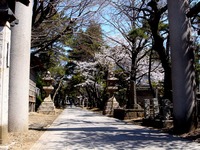 20120408_船橋市宮本5_船橋大神宮_意富比神社_桜_1013_DSC08258