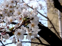 20130324_船橋市夏見2_船橋市立船橋中学校_桜_1503_DSC08060