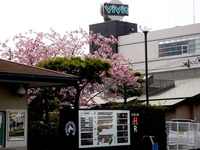 20130320_船橋市若松1_船橋競馬場_桜_1222_DSC06183