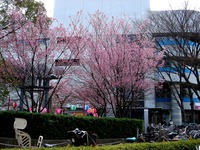 20130317_千葉市美浜区高洲3_マリンピア_桜_1323_DSC05214