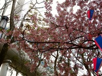 20130317_千葉市美浜区_ホテルスプリングス幕張_桜_1355_DSC05490