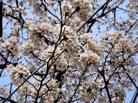 20130324_船橋市本町7_天沼弁天池公園_桜_サクラ_1510_DSC08098