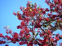 20121208_船橋市東船橋7_浜竹公園_ピラカンサス_0957_DSC05293