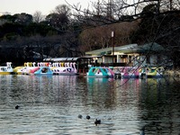 20120314_東京都台東区上野公園5_桜_花見_1651_DSC08269