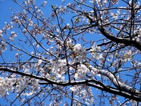 20120408_船橋市市場1_船橋市立市場小学校_桜_1005_DSC08220