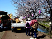 20120408_船橋市_海老川ジョギングロード_サクラ_0938_DSC08122