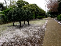 20130406_船橋市若松3_若松公園_桜_サクラ_1205_DSC09641