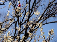 20130309_船橋市本町7_天沼弁天池公園_ウメ_梅_1246_DSC02805