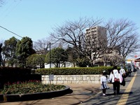 20130309_船橋市本町7_天沼弁天池公園_ウメ_梅_1245_DSC02801