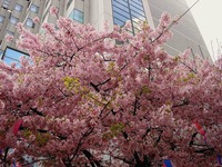 20130317_千葉市美浜区_ホテルスプリングス幕張_桜_1354_DSC05476