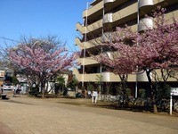 20130316_船橋市本町4_本町児童公園_桜_1433_DSC04406