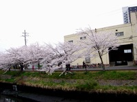 20130330_船橋市_海老川ジョギングロード_桜_1307_DSC09008