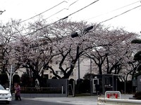 20130324_習志野市津田沼2_千葉工業大学_桜_1205_DSC07802T