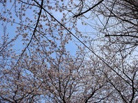 20130324_船橋市夏見2_船橋市立船橋中学校_桜_1504_DSC08071