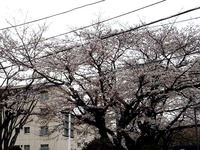 20130324_習志野市津田沼2_千葉工業大学_桜_1206_DSC07805T