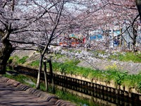 20120408_船橋市_海老川ジョギングロード_サクラ_0933_DSC08083