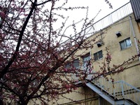 20120324_船橋市_海老川_サクラ_桜_1220_DSC00033